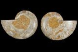 Cut & Polished, Agatized Ammonite Fossil (Pair)- Jurassic #110759-1